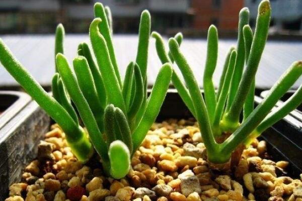 碧光環(huán)能修根換土嗎，建議在每年的春季更換土壤