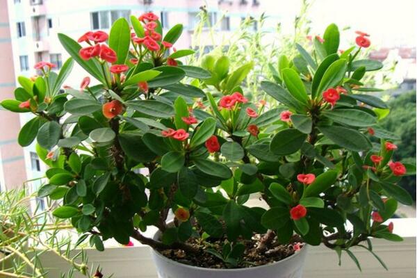 虎刺梅不開花怎么辦，加強(qiáng)通風(fēng)并增加光照