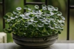 銅錢草焉了咋辦，根據(jù)情況來進(jìn)行補(bǔ)救