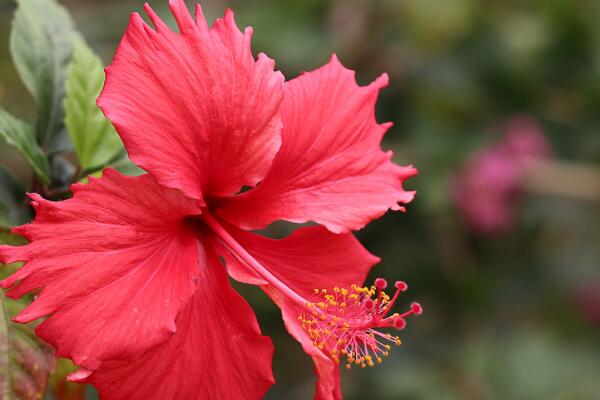 新買的扶?；ㄔ鯓泳徝? src="/nongchan/d/file/20201223/miaxer0hvki.jpg" / data-dj7v="WXZqOk"></p>
<p data-pjJd="E8CpuQ">
	新買的扶桑花緩苗期需要定期適量澆水，觀察一下盆土干濕情況，若是盆土比較干燥，則澆一次定根水。是盆土過于潮濕，則可以等1-2天再澆定根水。注意在陰雨天氣時(shí)候要避免淋雨現(xiàn)象發(fā)生。</p>
<p data-328X="GdkMJC">
	<strong data-4He2="AFq5JF">二、施肥</strong></p>
<p data-lsLc="3zdp47">
	<img alt=