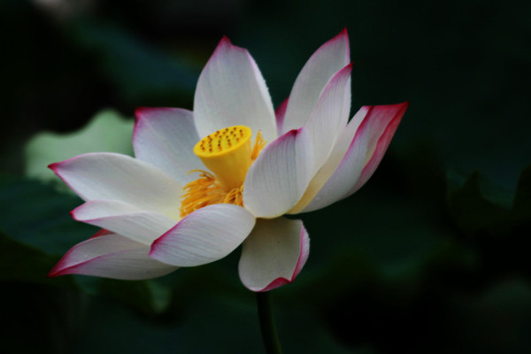 荷花養(yǎng)護應(yīng)該注意什么