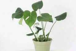 龜背竹什么時(shí)候開背，種植半年到一年時(shí)間自然開背