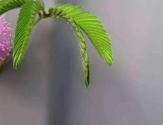 含羞草晚上會閉合嗎，會/屬于一種自然生長澎壓現(xiàn)象