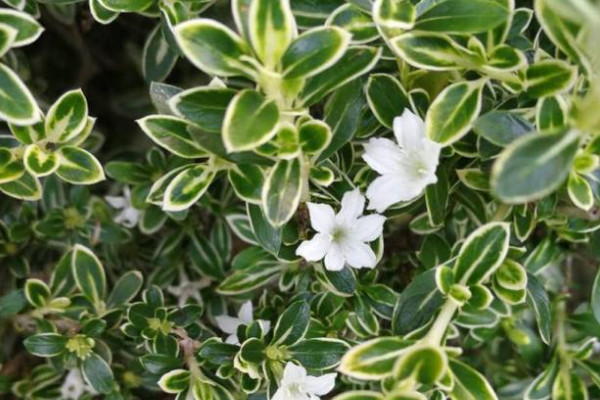 六月雪移栽怎么養(yǎng)護(hù)