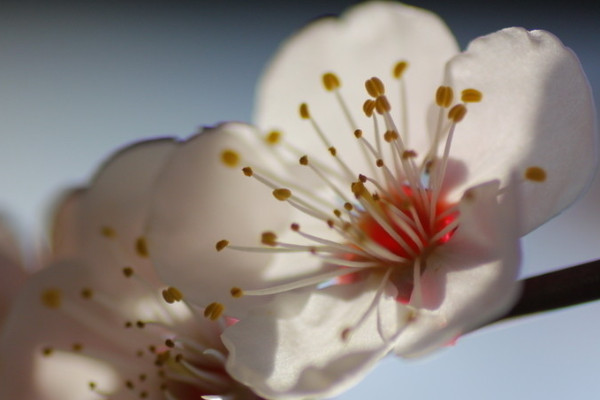 臘梅的養(yǎng)殖方法和注意事項(xiàng)