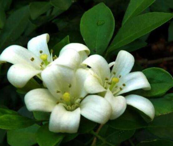 九里香盆栽的功效與作用，制作香精、活血化瘀