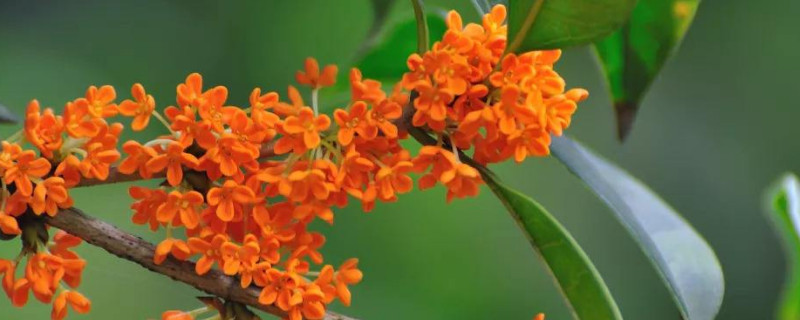 桂花樹(shù)葉尖變黑是何因