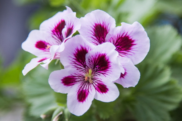 天竺葵秋冬季怎么養(yǎng)護