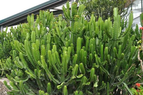 虎刺梅和金剛纂的區(qū)別，通過枝干、葉片、花朵進(jìn)行區(qū)分