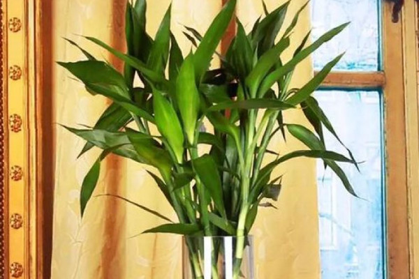 富貴竹斷了還能活嗎，精心養(yǎng)護(hù)有九成幾率存活