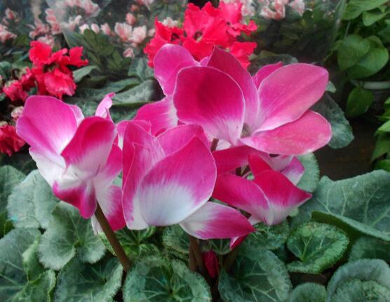 仙客來突然蔫了怎么辦，主要就是光照和澆水不當(dāng)導(dǎo)致