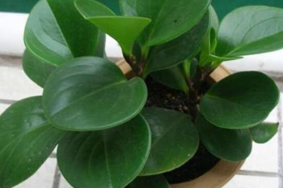 碧玉花的扦插方法圖解，教你五個扦插便可爆盆好方法