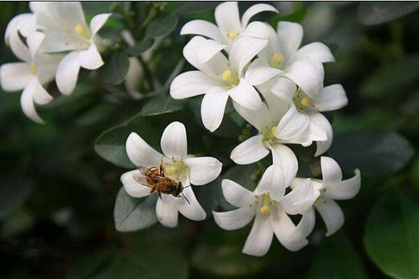 九里香可以放室內嗎，不宜長時間擺放在室內