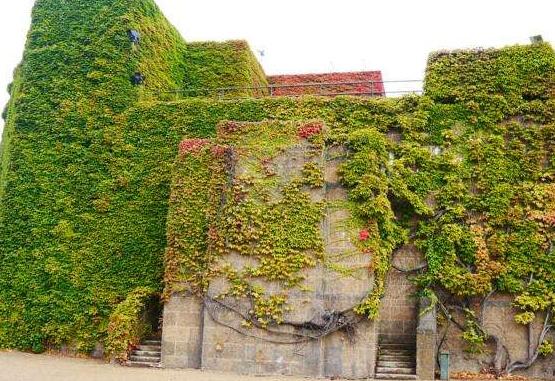 常春藤和爬山虎的區(qū)別，三個(gè)方法教你簡單分辨