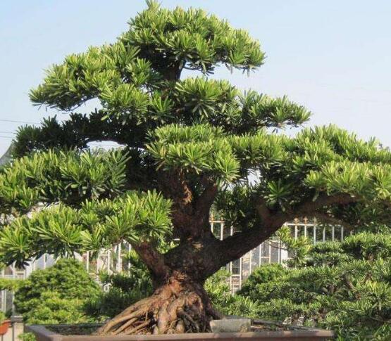 羅漢松花期，羅漢松花期為一個(gè)月(5月份開花)