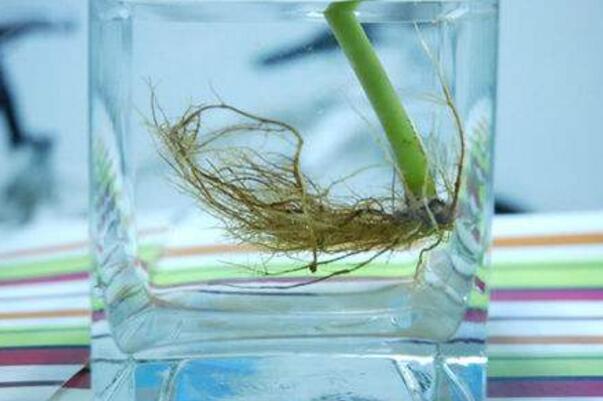 橡皮樹泡水生根的方法，3個步驟讓你橡皮樹深根固柢