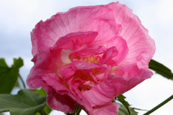 芙蓉花什么時候休眠