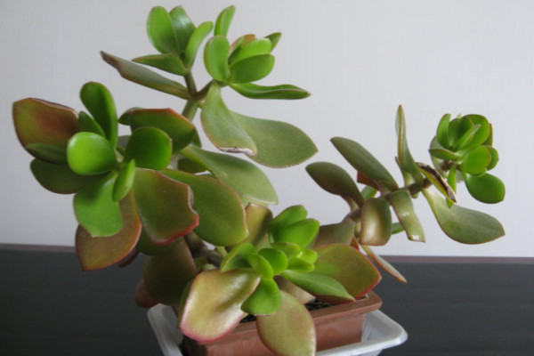 玉樹換盆注意事項，注意換盆時間以及根部的修剪