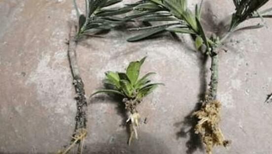 羅漢松的繁殖方法，羅漢松五大繁殖方法