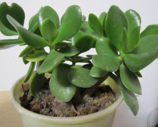 燕子掌掉葉子怎么辦，老農(nóng)教你三種最直觀解決方法