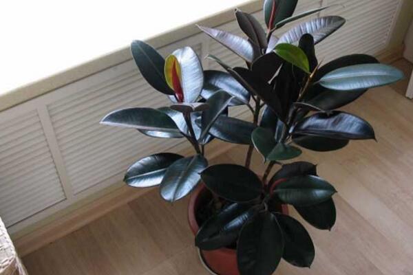 橡皮樹和橡膠樹的區(qū)別，從葉子、花朵、用途、產(chǎn)地來區(qū)分