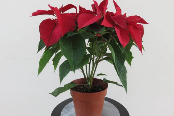 一品紅葉子下垂怎么辦，4種方法解決葉子下垂問(wèn)題