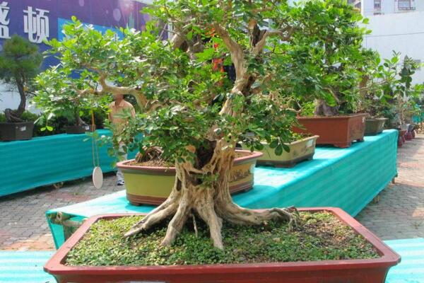 九里香開花嗎，以下技巧能讓九里香順利開花