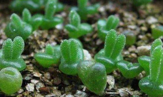 碧光環(huán)用什么土種，透氣透水土壤是必要種植條件