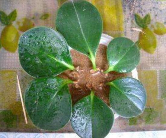 碧玉葉子發(fā)黃怎么辦，教你五步讓它重新恢復生機