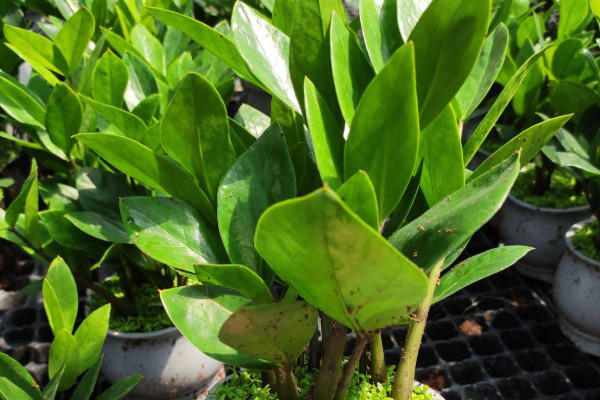 金錢(qián)樹(shù)怎么發(fā)展多顆