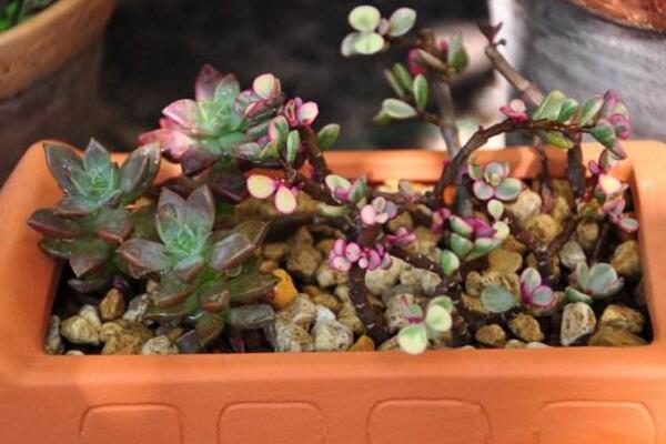 雅樂之舞可以淋雨嗎，可適當淋雨但要注意以下幾點