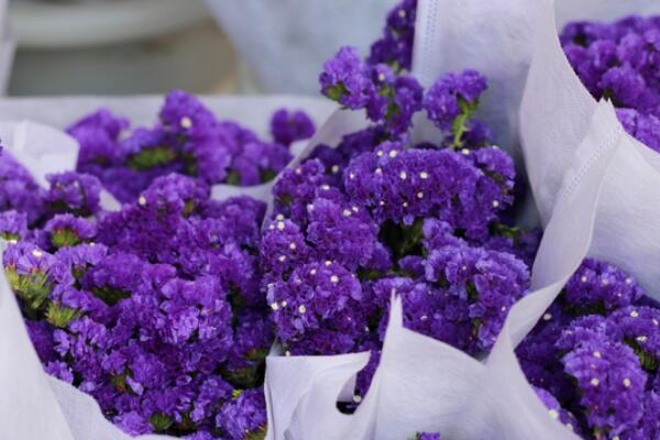 薰衣草花語圖片，薰衣草代表真愛