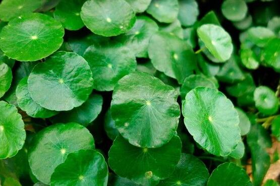 黃銅錢(qián)草有哪些常見(jiàn)的品種，欣賞四種最好看品種