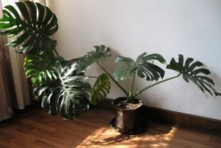 龜背竹怎么扦插，建議在春秋季節(jié)進(jìn)行扦插