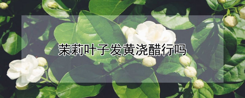 茉莉葉子發(fā)黃澆醋行嗎