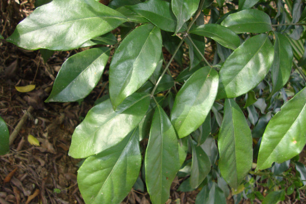 幸福樹葉子耷拉怎么辦，增光/通風(fēng)/控溫/殺蟲除菌