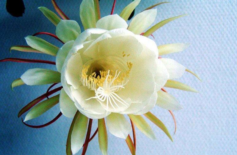 曇花象征著什么意思，稍縱即逝的永恒