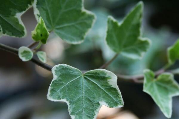 常春藤常見品種，常春藤圖片欣賞