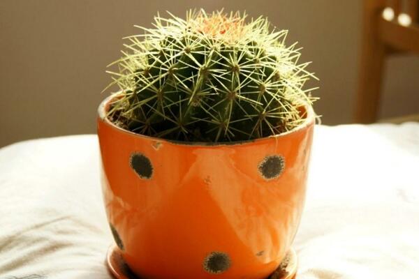如何養(yǎng)好仙人球，做好以下5點(diǎn)最為關(guān)鍵