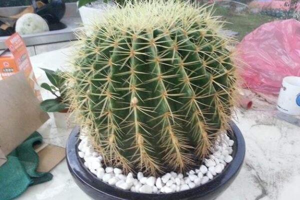 仙人球怎么扦插繁殖，4步即可完成仙人球的扦插