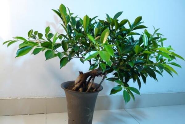 平安樹的養(yǎng)殖方法和注意事項(xiàng)，勤換盆多松土