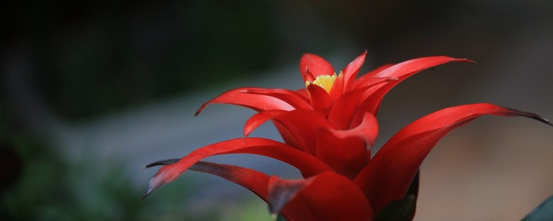 鴻運當頭老株發(fā)幾次芽