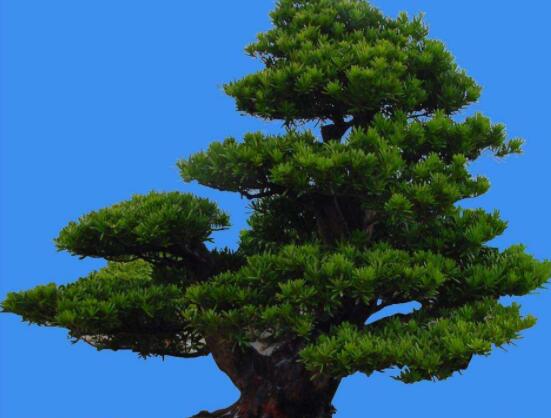 為什么羅漢松慢慢枯萎，做好澆水/保持溫度光照