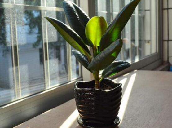 橡皮樹的擺放位置，教你四個擺放好地方(客廳/大廳/書房/辦公室)