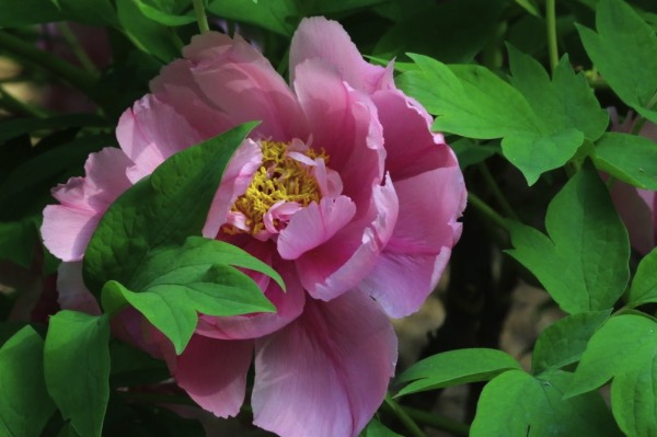 1年牡丹幼苗盆栽注意事項