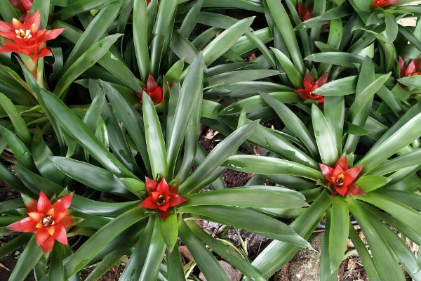 鴻運(yùn)當(dāng)頭怎么管理