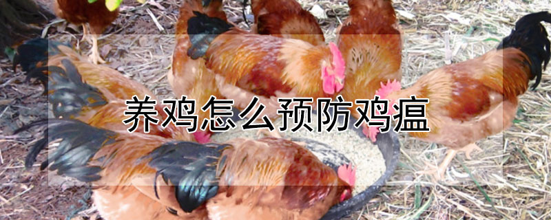 養(yǎng)雞怎么預防雞瘟