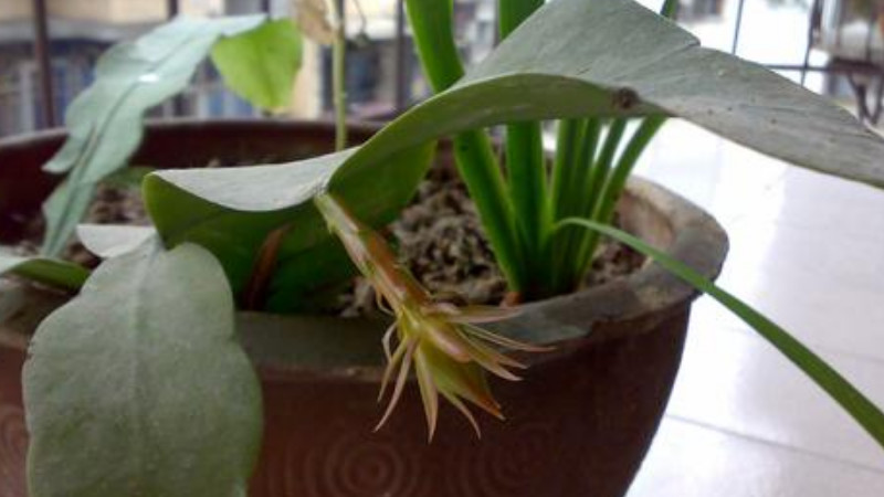 曇花不開(kāi)花怎么修剪