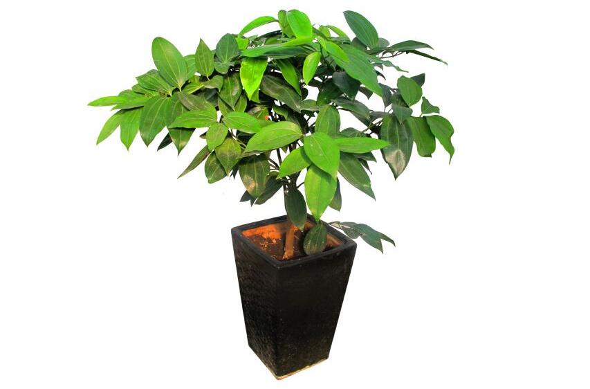 室內養(yǎng)平安樹的好處，旺運勢還健康