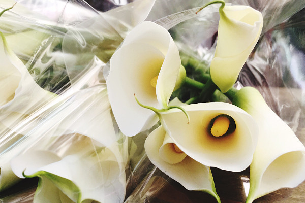 馬蹄蓮葉子發(fā)黃發(fā)軟怎么辦